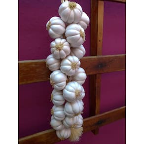 Restia ou Trança Grande de Alho Branco Artificia para Decoração