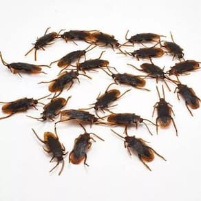 Kit 10 Baratas Plástico Inseto 5cm Decoração Pegadinha