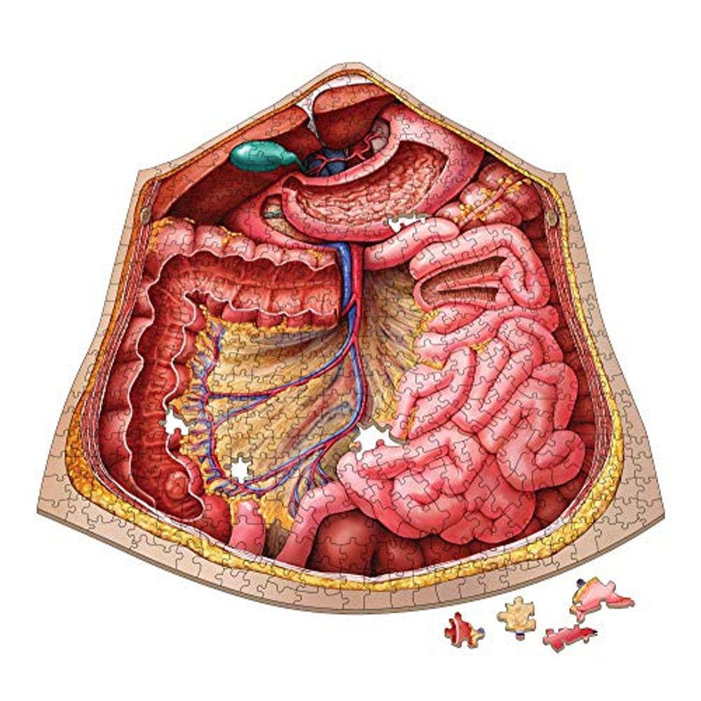 Quebra-cabeça de anatomia do abdômen humano | Quebra-cabeças de ciência de forma única do Dr. Livingston, ilustrações médicas precisas do corpo, órgão