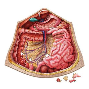 Quebra-cabeça de anatomia do abdômen humano | Quebra-cabeças de ciência de forma única do Dr. Livingston, ilustrações médicas precisas do corpo, órgão