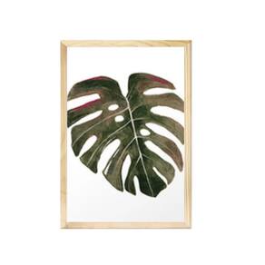 Quadro Decorativo Folhagem Costela de Adão Verde Natureza