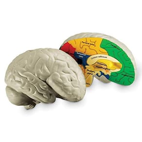 Learning Resources Cross-section Brain Model, 2 Piece, d , Ages 7+