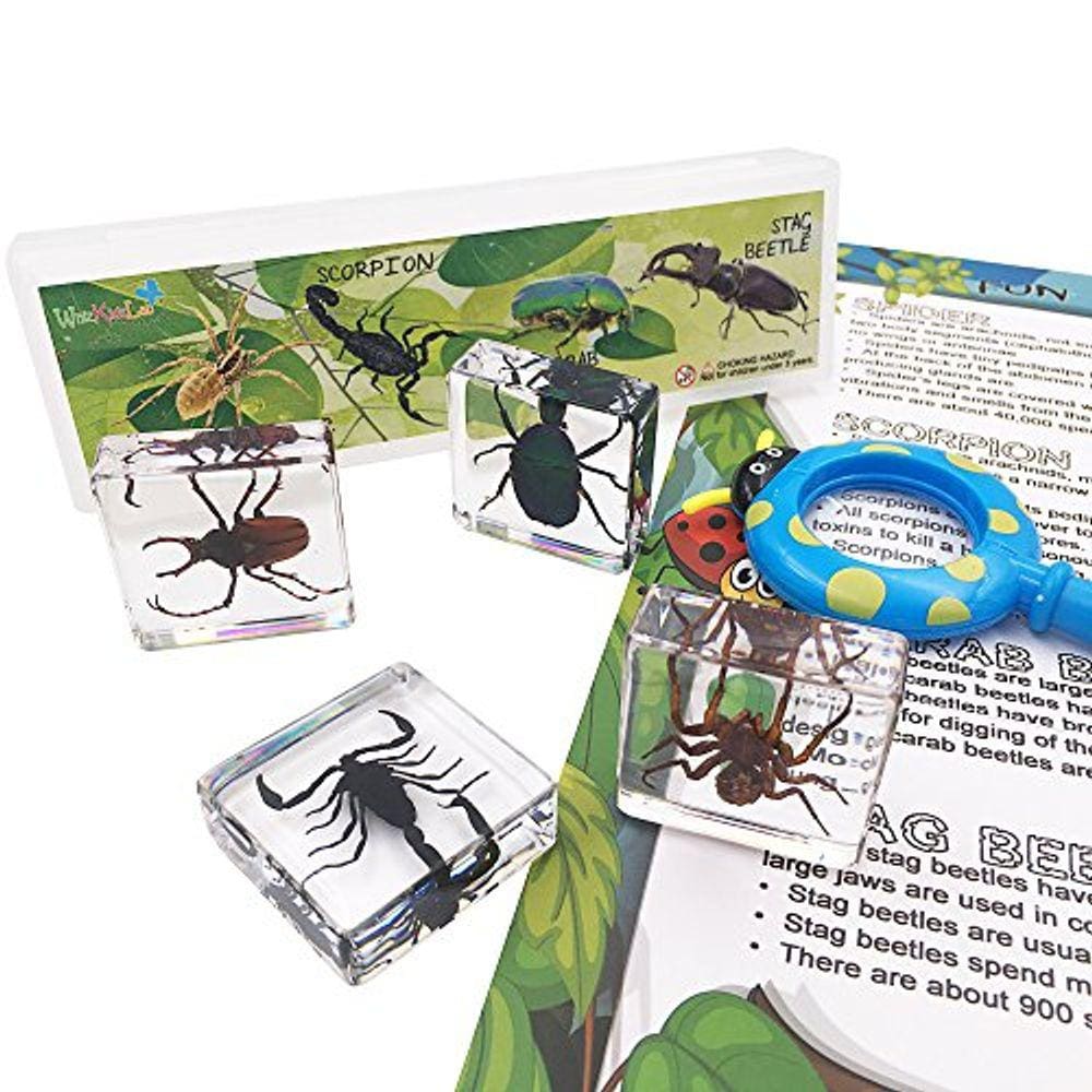 4 insetos reais inseto aracnídeo resina espécime STEM Set Magnifier Fun Fact Sheet Poster
