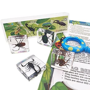4 insetos reais inseto aracnídeo resina espécime STEM Set Magnifier Fun Fact Sheet Poster