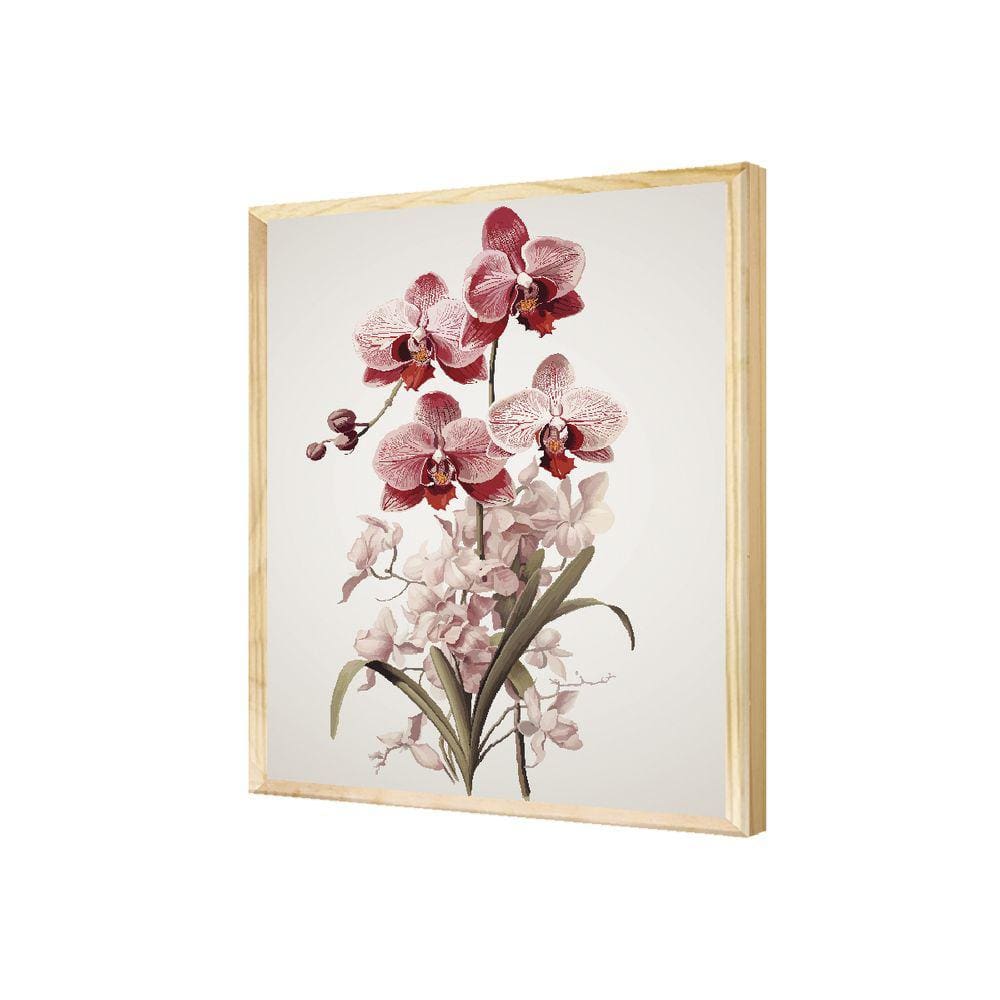Quadro Moderno Flor Orquídea Rosa Plantas Natureza