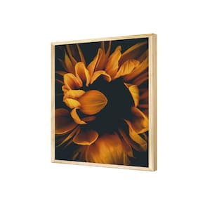 Quadro Flor Girassol Amarelo Plantas Jardim Natureza