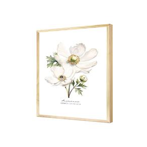 Quadro Decorativo Flor Anêmona Branca Botão Verde Natureza