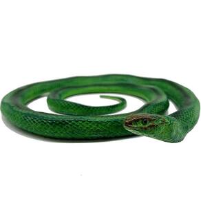 Brinquedos de Mordaça Snake Action Figures Halloween Decorações Vida Selvagem Figu es Brinquedos assustadores, Presentes de Festa, Decoração de Jardim