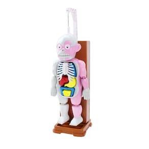 Modelo de corpo humano de brinquedo infantil Modelo de montagem anatômica de órgão humano 3d