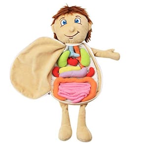 Brinquedo de Anatomia do Corpo Humano, Órgão Educacional Pré-Escolar Pelúcia T
