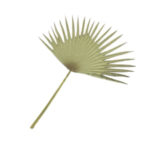 Haste Palmeira Leque Cor Marrom 77Cm Eva - A Casa