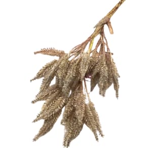 Haste Trigo Cor Marrom 70Cm Tecido - A Casa