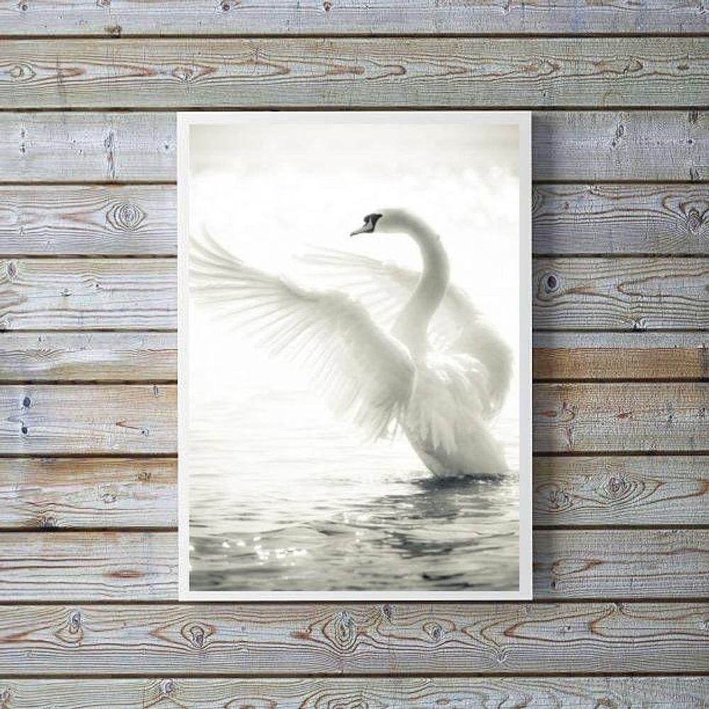 Quadro Decorativo Fotografia Cisne Branco 24X18Cm