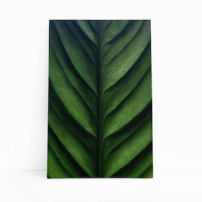 Quadro Canvas Folha Planta Natureza Verde Fotografia 60X40Cm