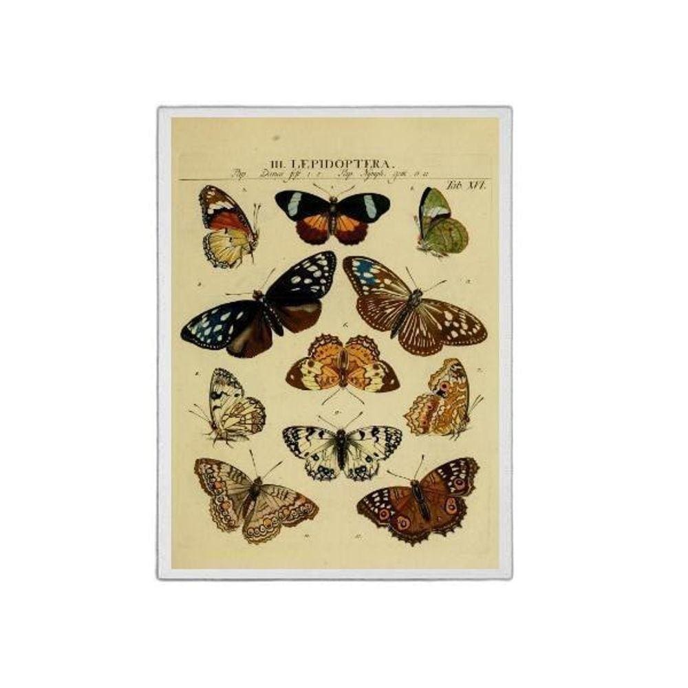 Quadro Decorativo Espécie De Borboletas 33X24Cm Preta
