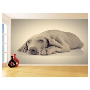 Papel De Parede 3D Animais Cachorro Olhando Pet 3,5M Anm368
