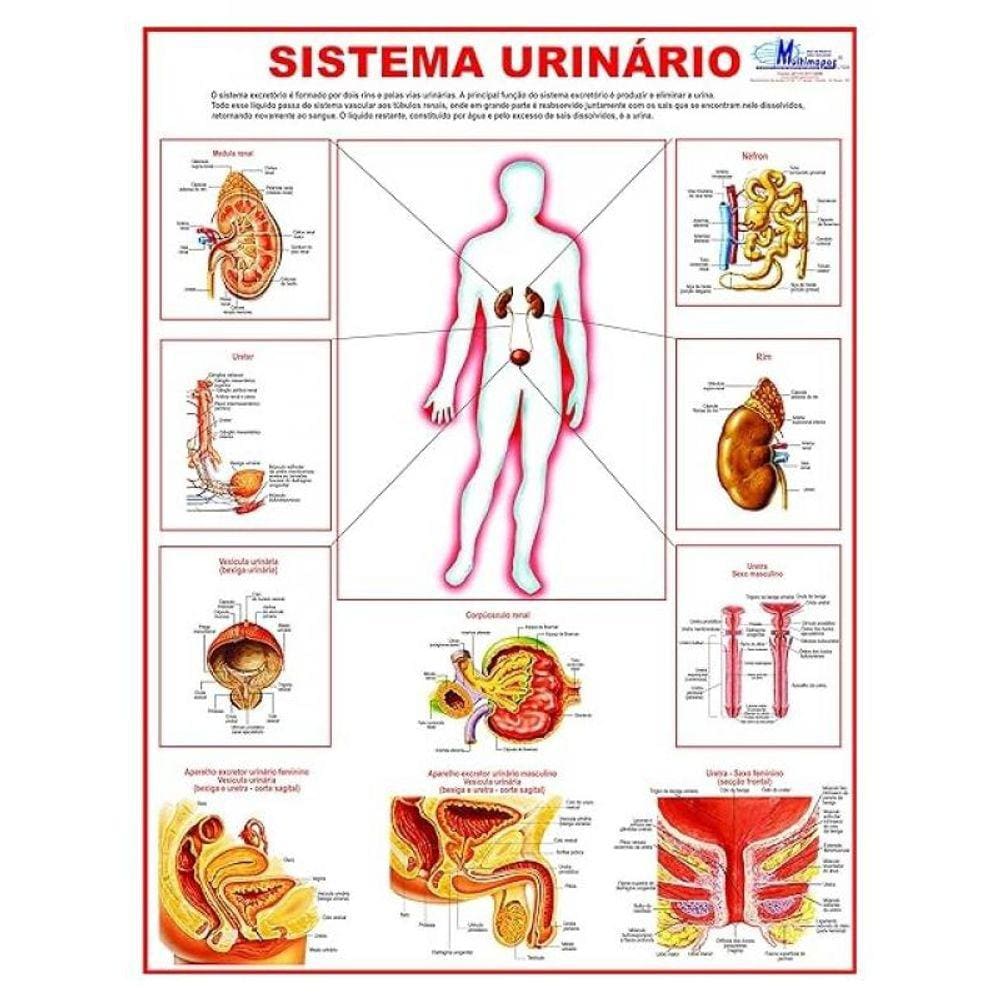 Mapa Do Sistema Urinario