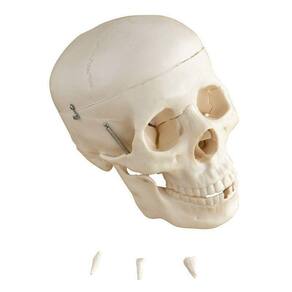 Cranio Humano Dividido Em 5 Partes