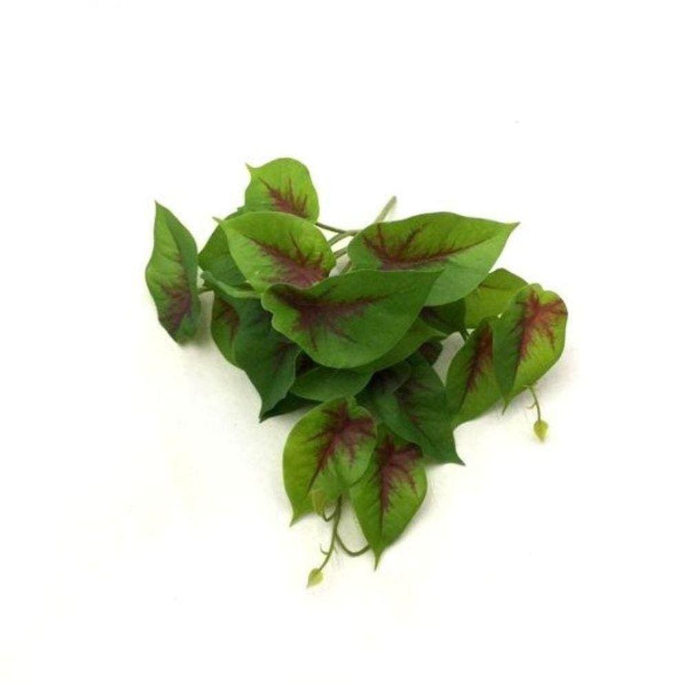 Planta Calathea Di0317 - Villaggio Das Flores