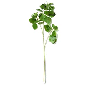 Planta Permanente Verde - Mart