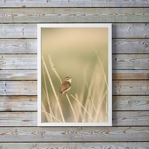 Quadro Decorativo Bege Passarinho Natureza 33X24Cm - Vidro