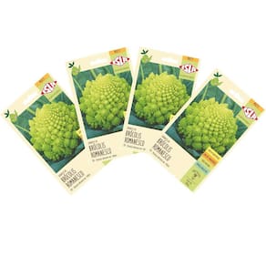 4X Sementes de Couve-Brócolis Romanesco Ottobrino ISLA