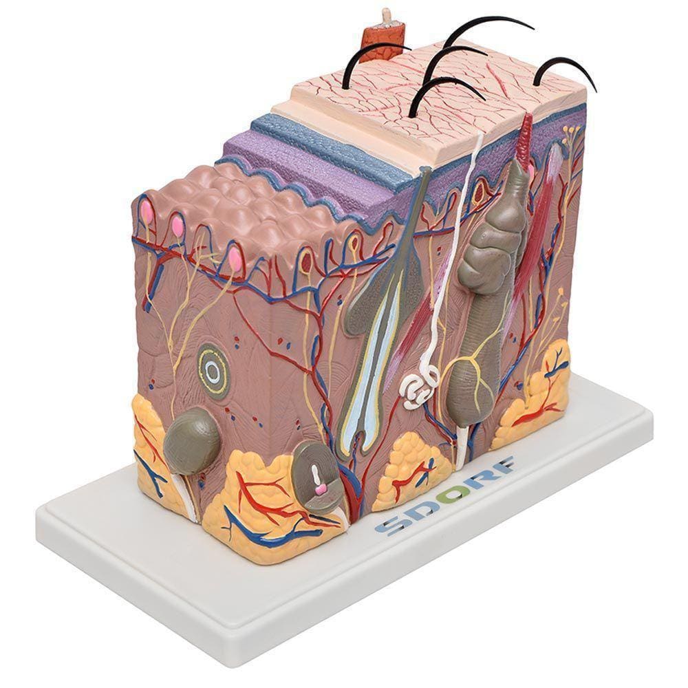 Corte De Pele Em Bloco Anatomia Humana Estudo Anatomico