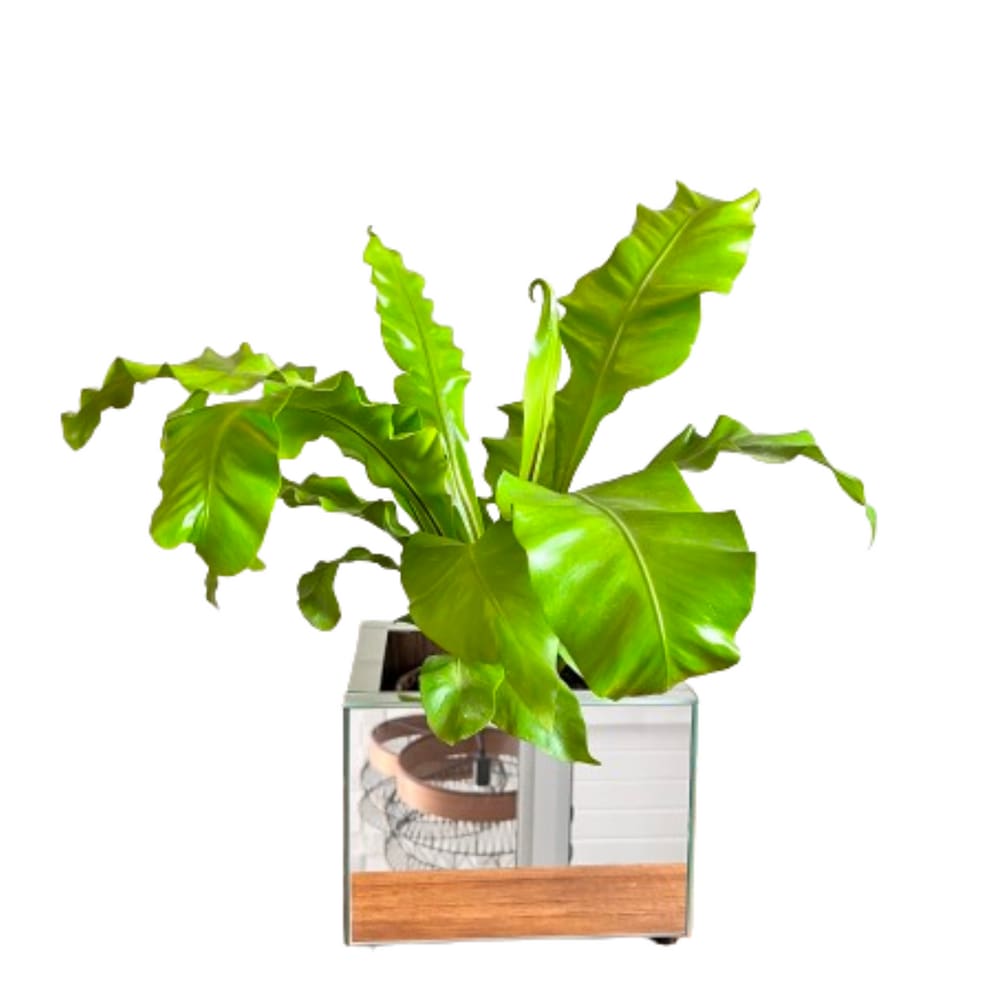 Vaso Ivy Pequeno