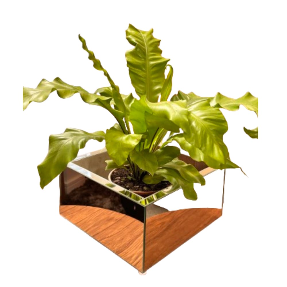 Vaso Ivy Médio
