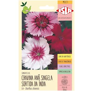 Sementes de Cravina Ana Singela da India ISLA