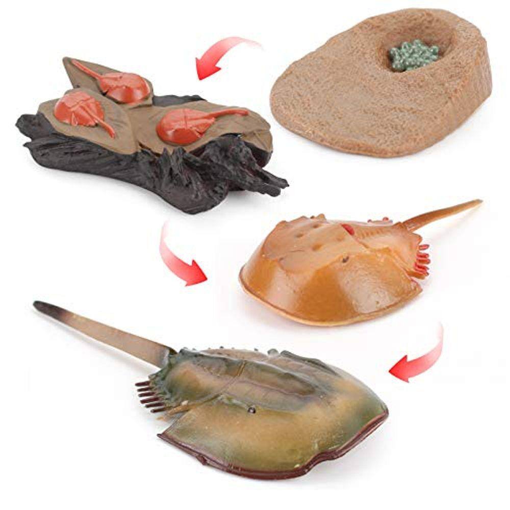 Fantarea 4 PCS Sea Marine Animal Figures Ocean Creatures Action Models Life Cycle Horseshoe Crab Figure Ornament Cake Toppers Party Favors Supplies Co