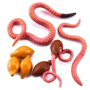 4 PCS Earthworm Farm Animal Life Cycle Modelo Figura Estatueta Estátua Set Festa Favorece Suprimentos Bolo Toppers Decoração de Decoração Brinquedos E