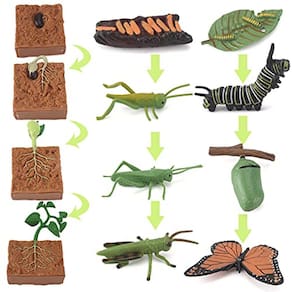 Ciclo de Vida Estatuetas Brinquedo Conjunto de Boletas Gafanhotos e Plantas Figuras Brinquedos Pré-escolares Kit Ciência e Brinquedos Auxiliares Educa