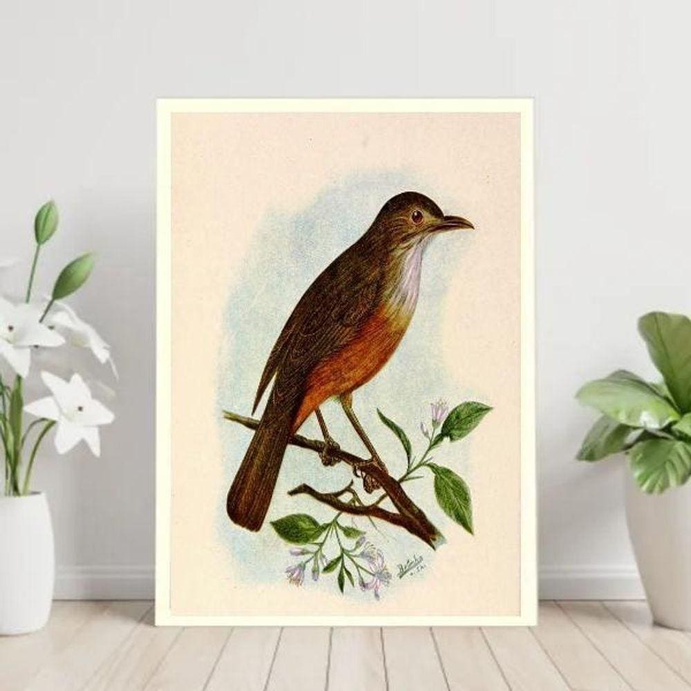 Quadro Decorativo Sabiá Laranjeira 45X34Cm - Com Vidro