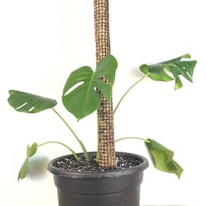 Malha Plant Tutor de 50 cm com musgo de esfagno para ambientes internos/externos