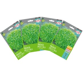 4X Sementes de Manjericão Grecco a Palla Super ISLA
