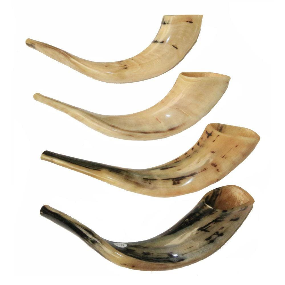 Shofar De Chifre De Carneiro De Israel/Malhado 35-39 Cm