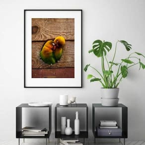 Quadro Fotografia Casal Passarinhos - 60X48Cm