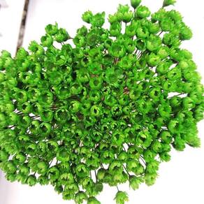 Sempre Viva Florzinha Cor Verde