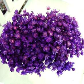 Sempre Viva Florzinha Cor Roxa