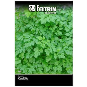 Sementes de Cerefólio Samir FELTRIN