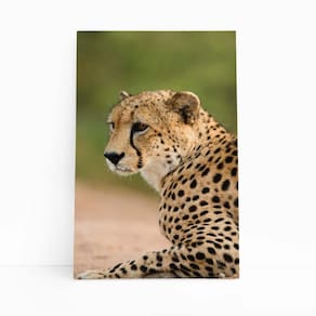 Guepardo Chita Animais Fotografia Quadro Canvas 60X40Cm