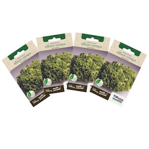 4X Sementes de Alface Crespa para Inverno TOPSEED