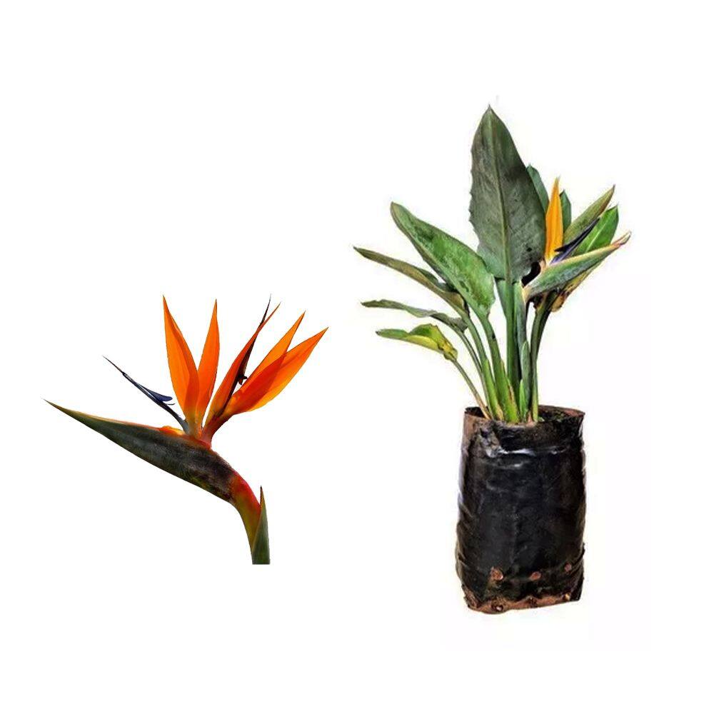 Muda de Strelitzia 20 a 40cm AMK - Plantas Online