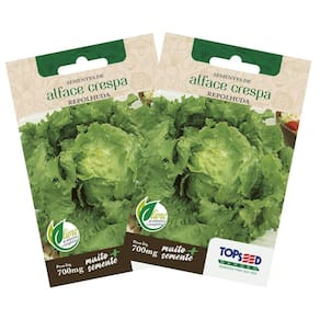 2X Sementes de Alface Crespa Repolhuda TOPSEED
