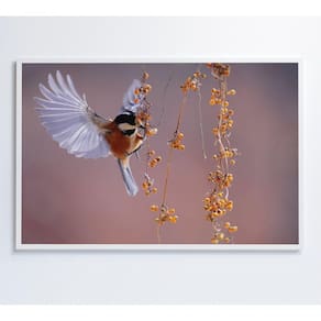 Quadro Beija Flor 90x60 Cm Adesivo Fotográfico