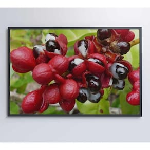 Quadro Guaraná Selvagem Amazônia 60x40 Cm Vidro Impresso