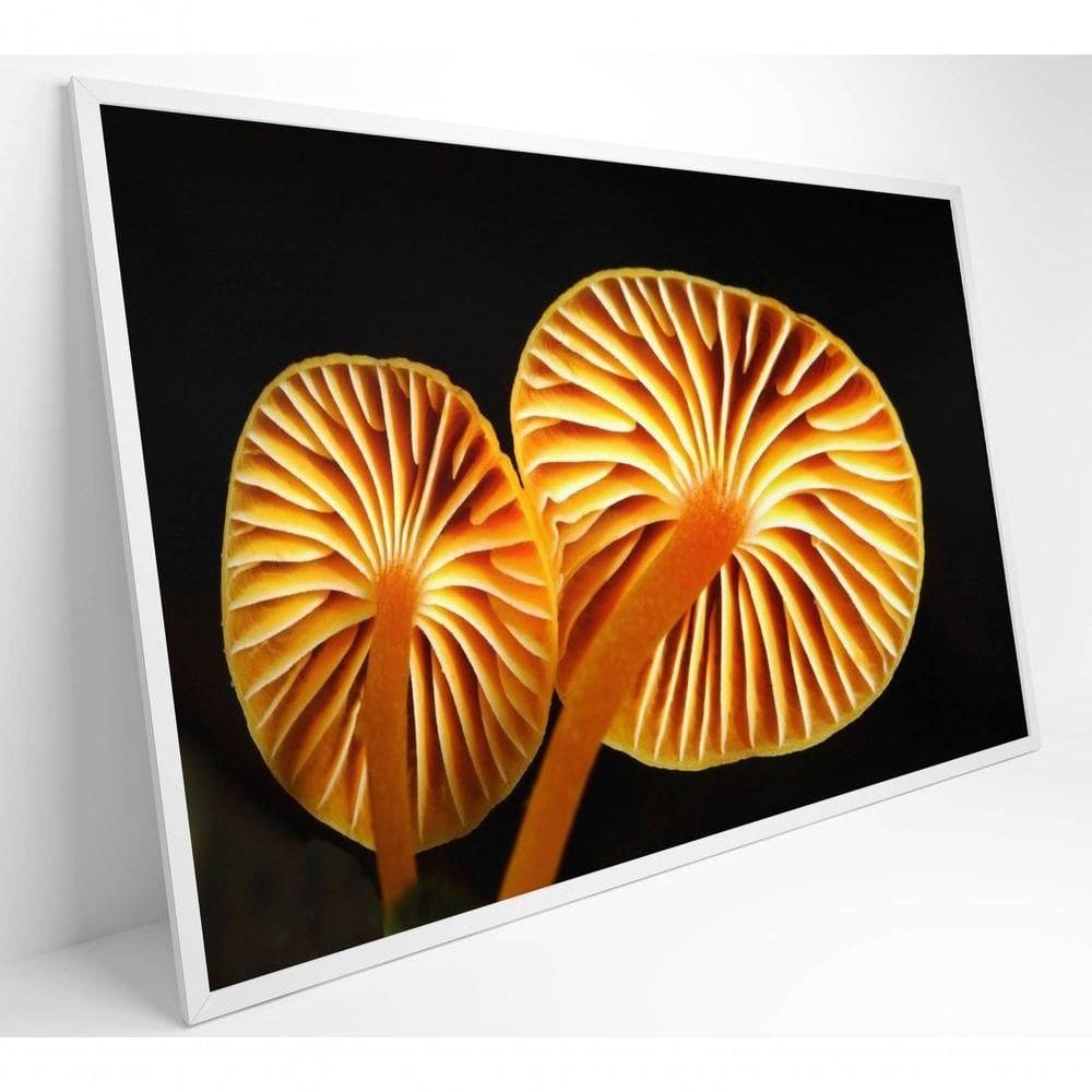 Quadro Cogumelo Da Amazônia Medidas 90x60 Cm Impressão Adesivo Fotográfico