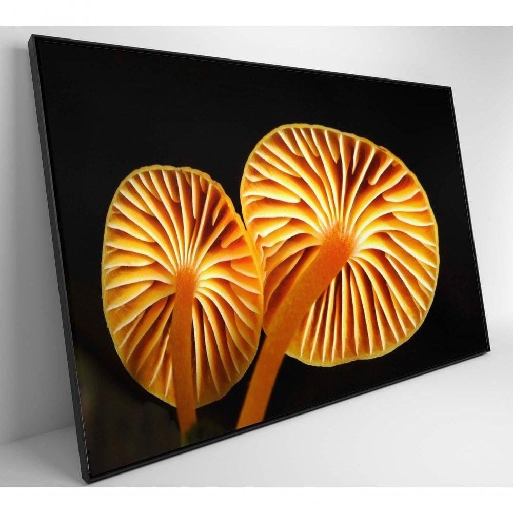 Quadro Cogumelo Da Amazônia Medidas 120x80 Cm Impressão Adesivo Fotográfico