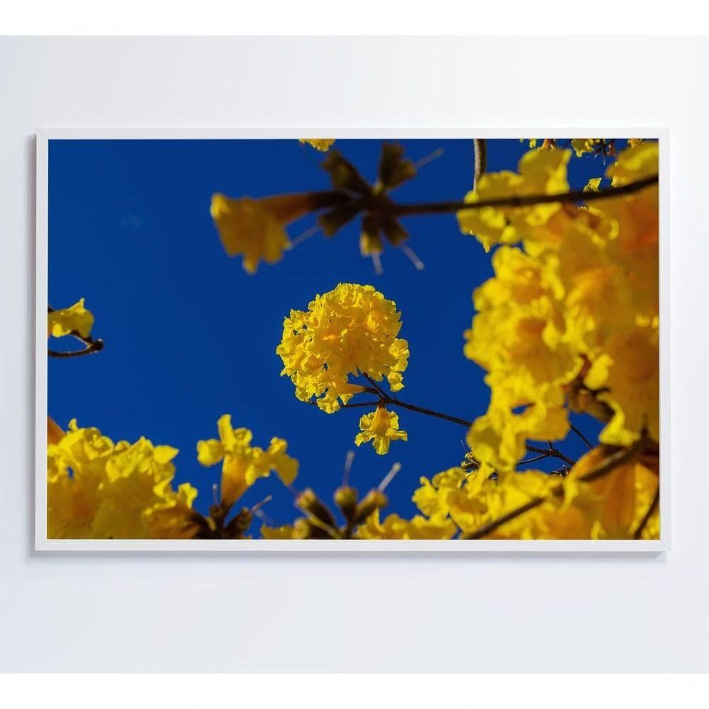 Quadro árvore Ipê Amarelo No Céu Azul Medidas 40x60 Cm Impressão Adesivo Fotográfico